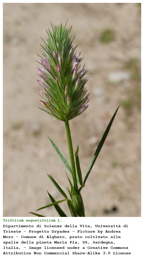 Trifolium angustifolium L.